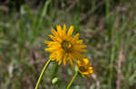 Prairie rosinweed